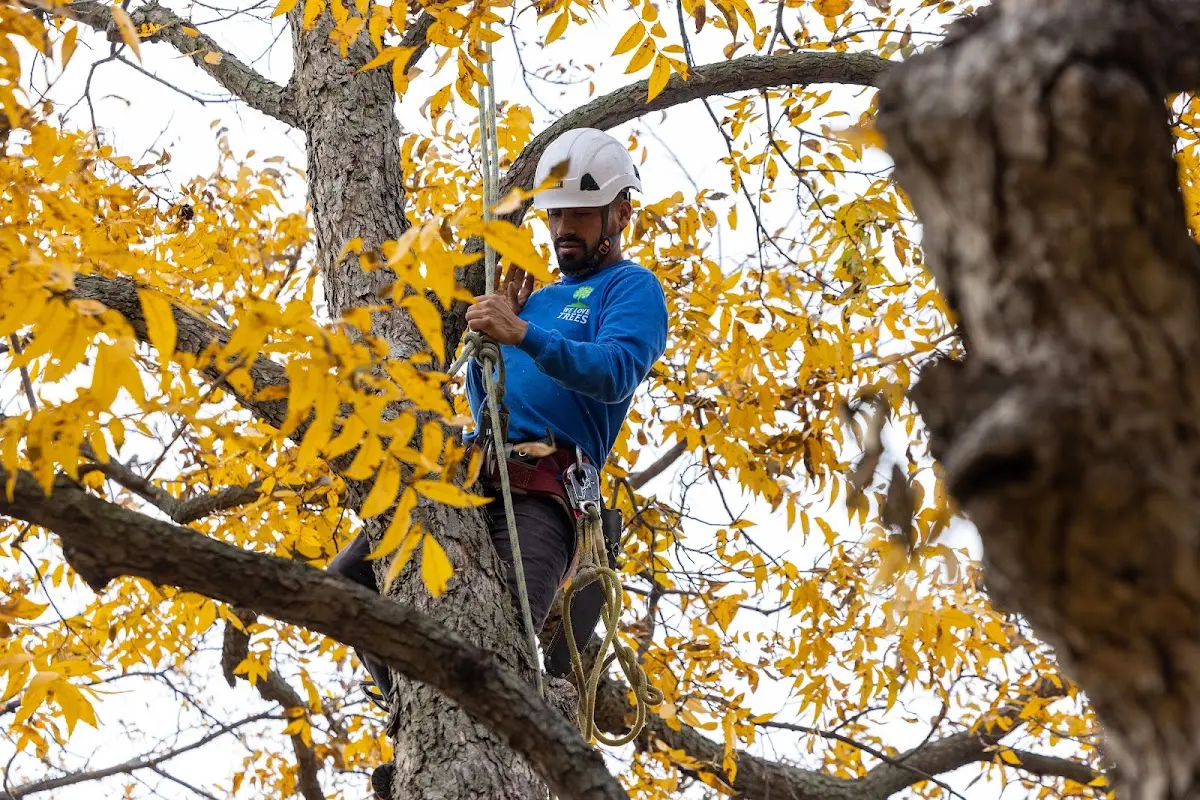 Skilled Emergency Tree Service crew working in Como